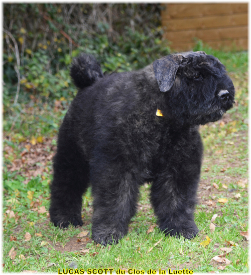 LUCAS SCOTT DU CLOS DE LA LUETTE SITE WEB ELEVAGE DU CLOS DE LA LUETTE SPECIALISE POUR LE BOUVIER DES FLANDRES COPYRIGHT DEPOSE